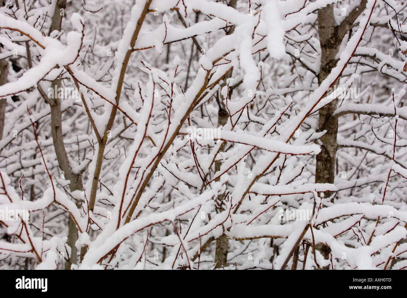 NEW SNOW ACCUMULATES ON TREE BRANCHES IN NORTHERN MINNESOTA Stock Photo