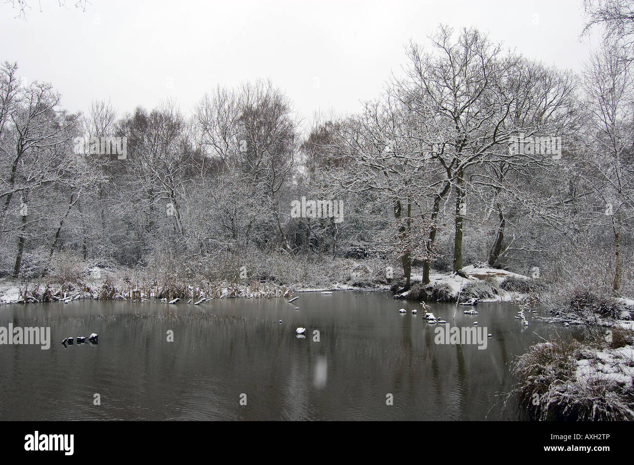 The pond in Galleywood Common with snow. Stock Photo