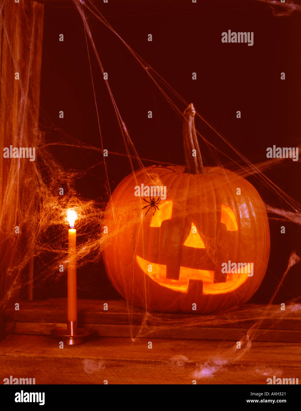 Grinning Jack O Lantern covered with spider webs and a spider with ...
