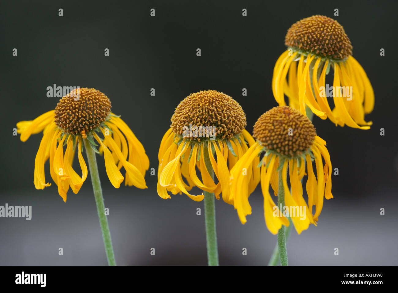 Arrowleef balsamroot flowers with drooping petals, Valles Caldera