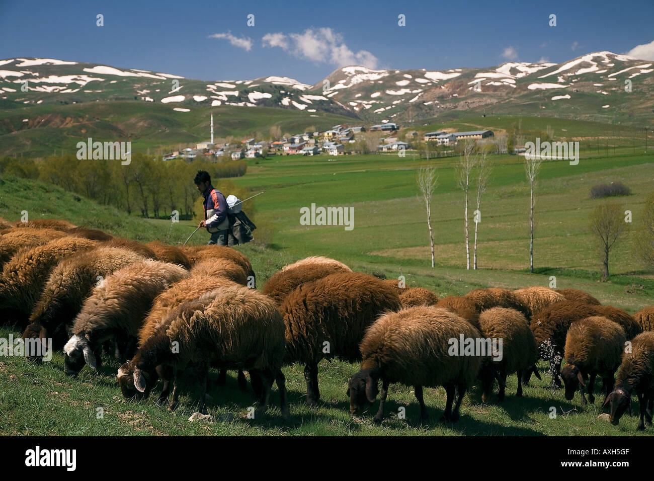 Shepherd and sheep herd in Kelkit, Gumushane Turkey. Stock Photo