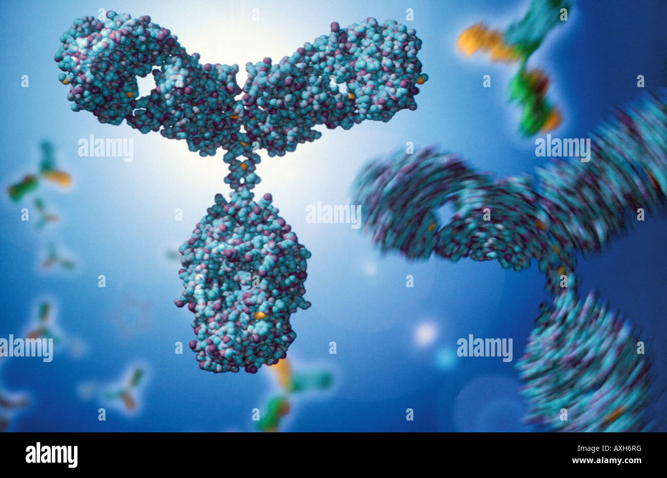 human antibody igG in the blood stream part of the immune system Stock
