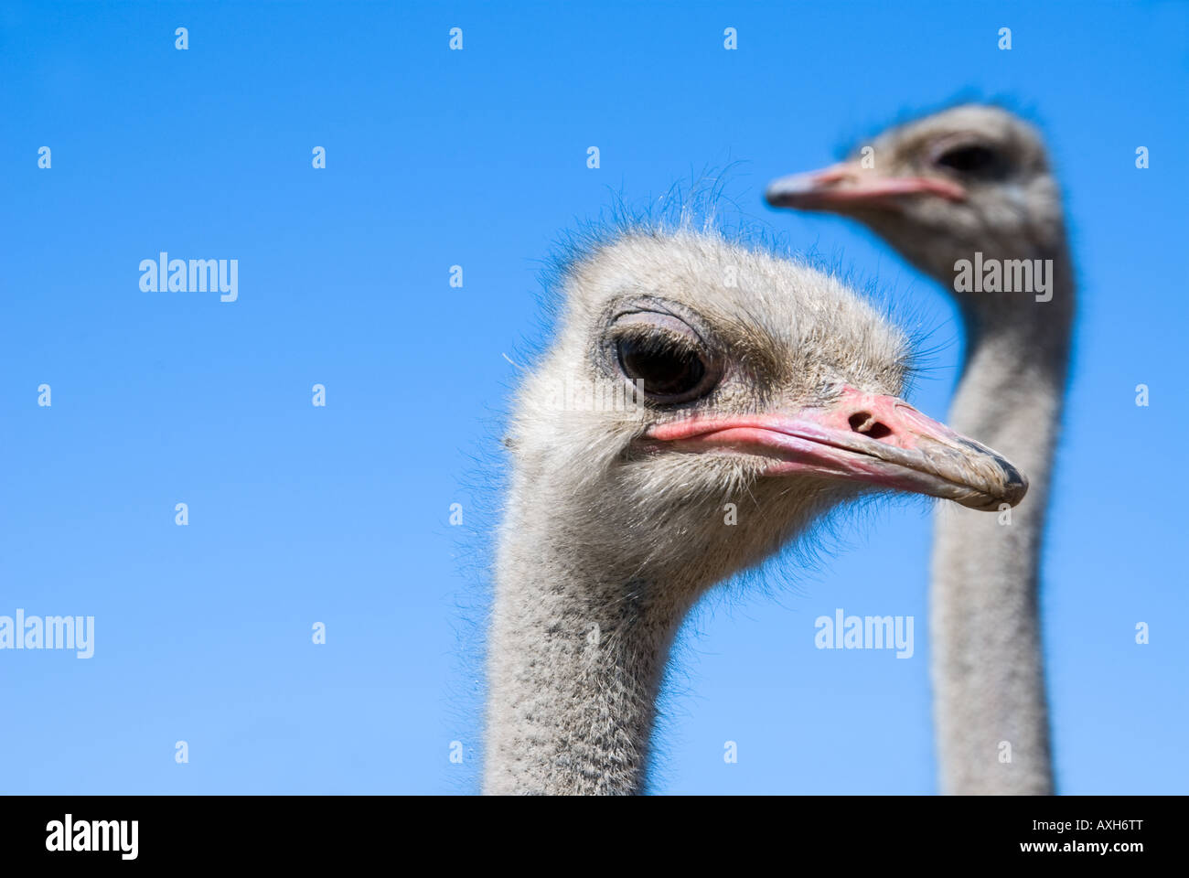 Two ostriches stare off into the distance before an ostrich race Stock Photo