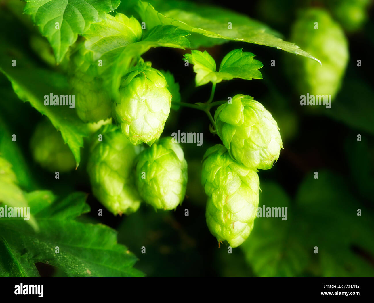 Golden hops hires stock photography and images Alamy