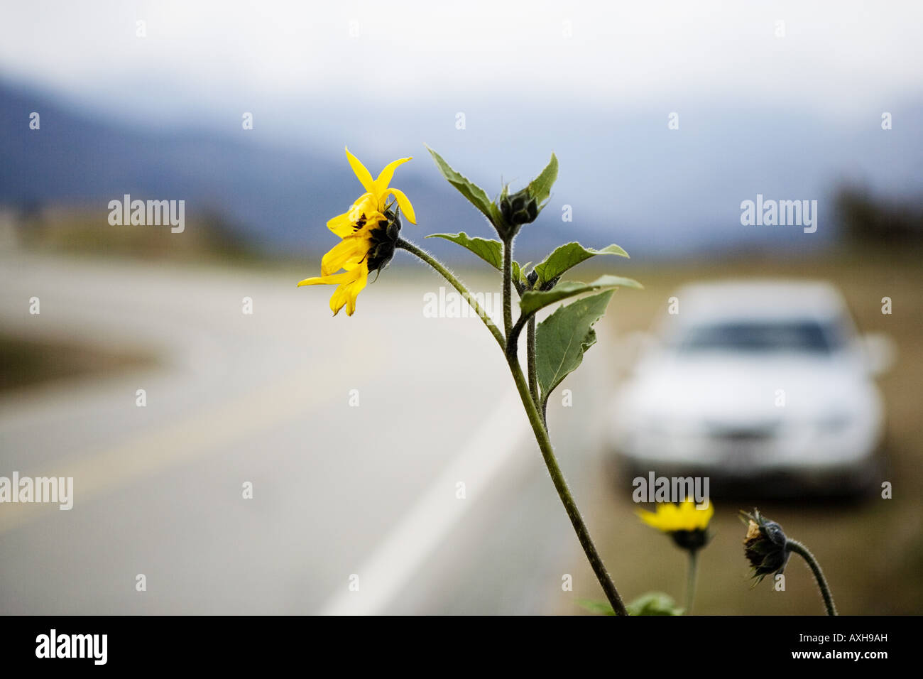 Wild sunflowers on side of road Stock Photo Alamy