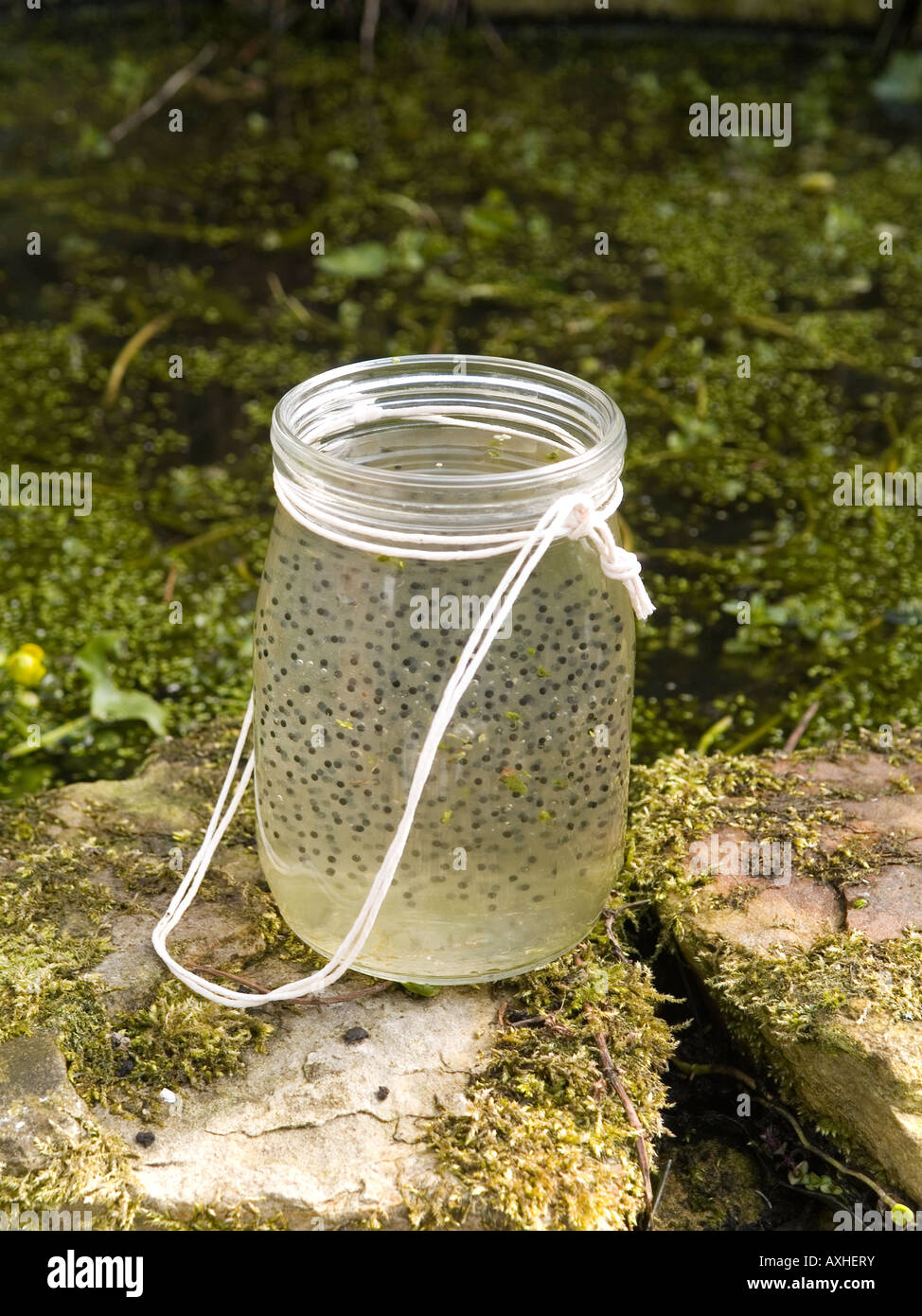 A jar containing frog spawn on the edge of a garden pond Stock Photo - Alamy