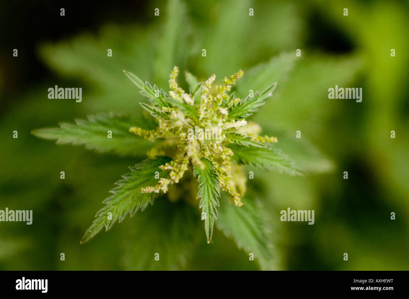 Stinging Net Close up of stinging nettle leaf Stock Photo - Alamy
