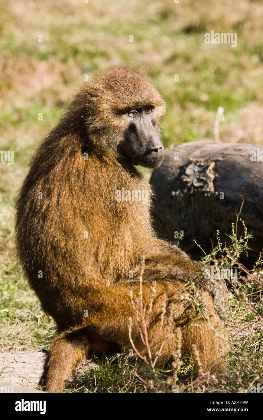 Baboon thinking Stock Photo