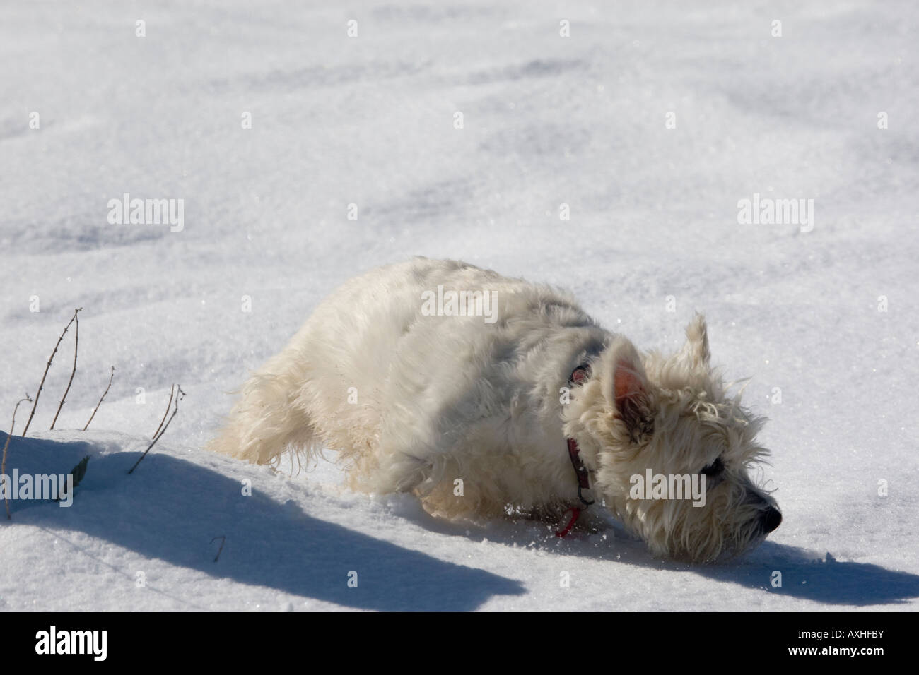 Scottish terrier coat hires stock photography and images Alamy
