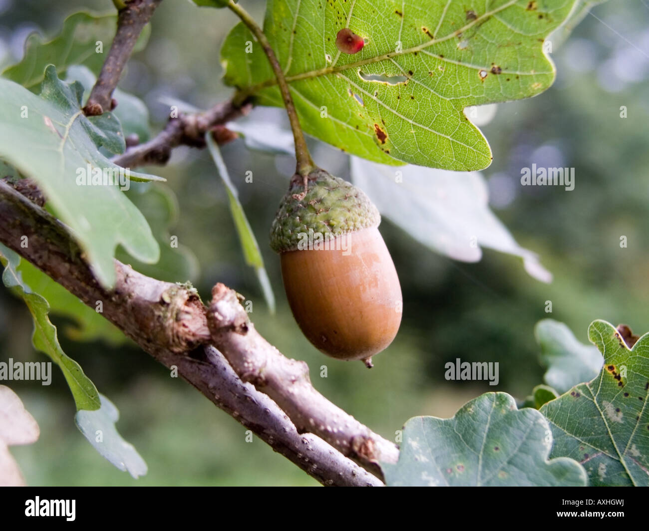 Close up of acron hanging in oak tree Stock Photo - Alamy