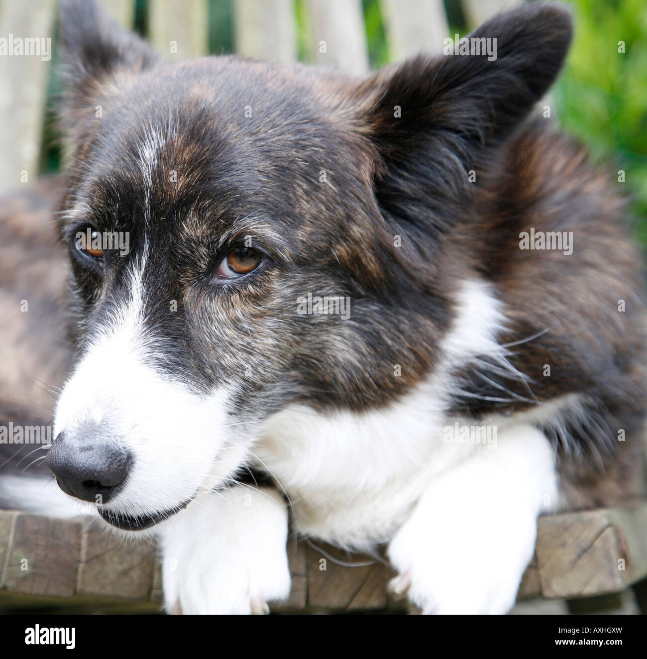 Portrait of Welsh Corgi Cardigan on a chair in the garden Shallow DOF Focus on the head.  Dog is owned by photographer. Stock Photo