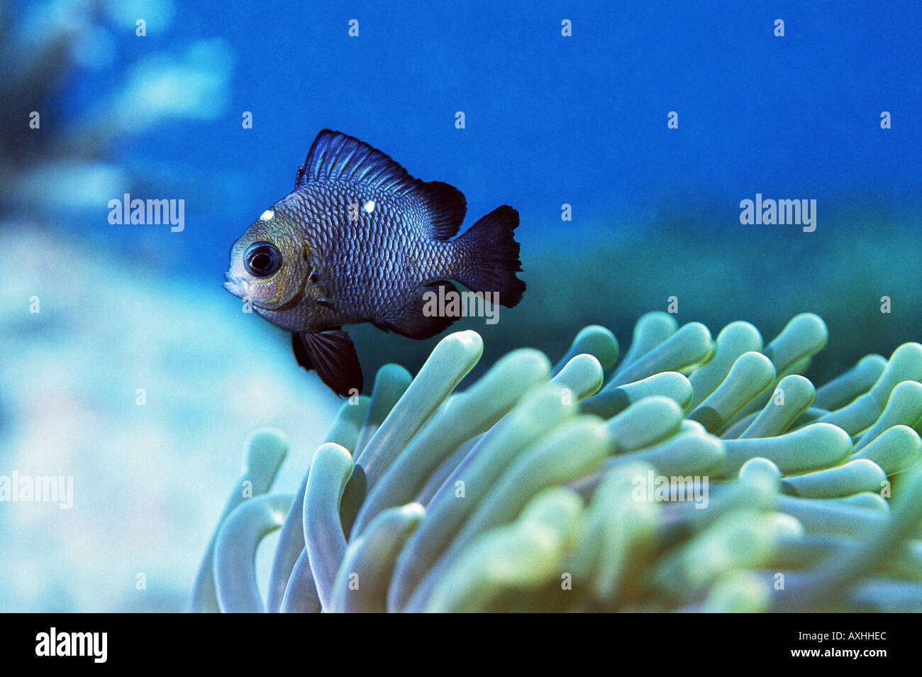 damselfish on anemone Stock Photo