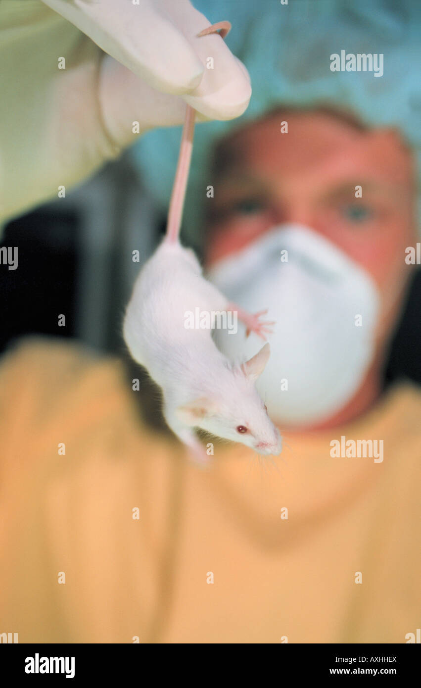 scientist with laboratory test mouse genemodified GMO Stock Photo Alamy
