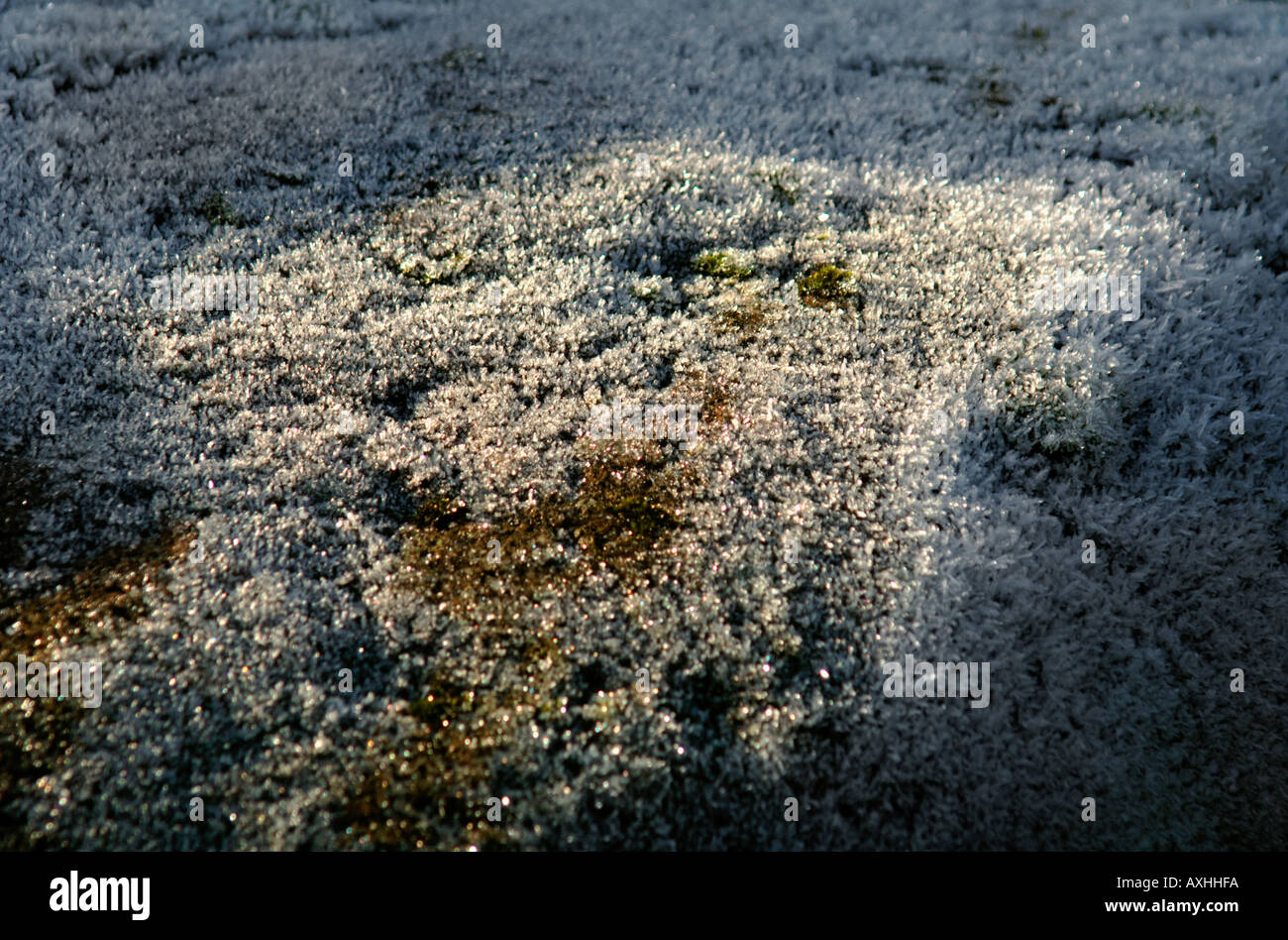 Frosted moss hi-res stock photography and images - Alamy