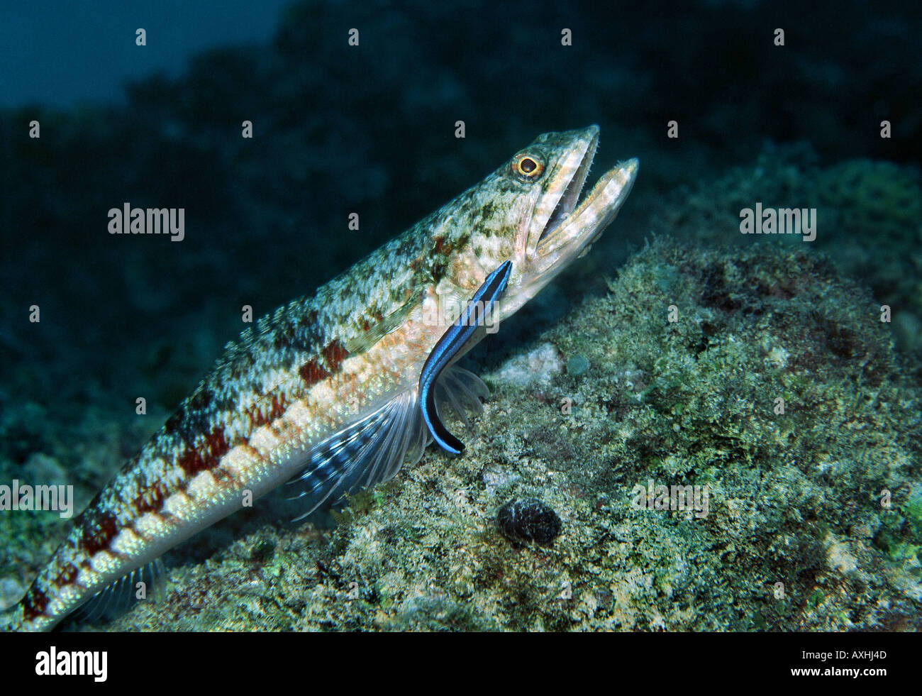 close-up of lizardfish with cleaner wrasse Stock Photo
