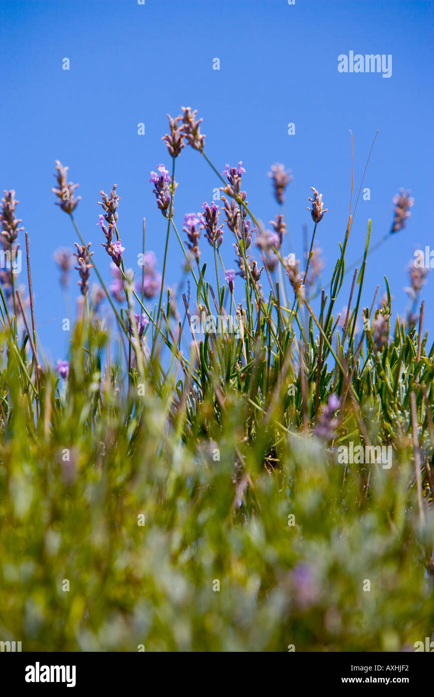 Flowering Lavender on Hvar Island Croatia Stock Photo Alamy
