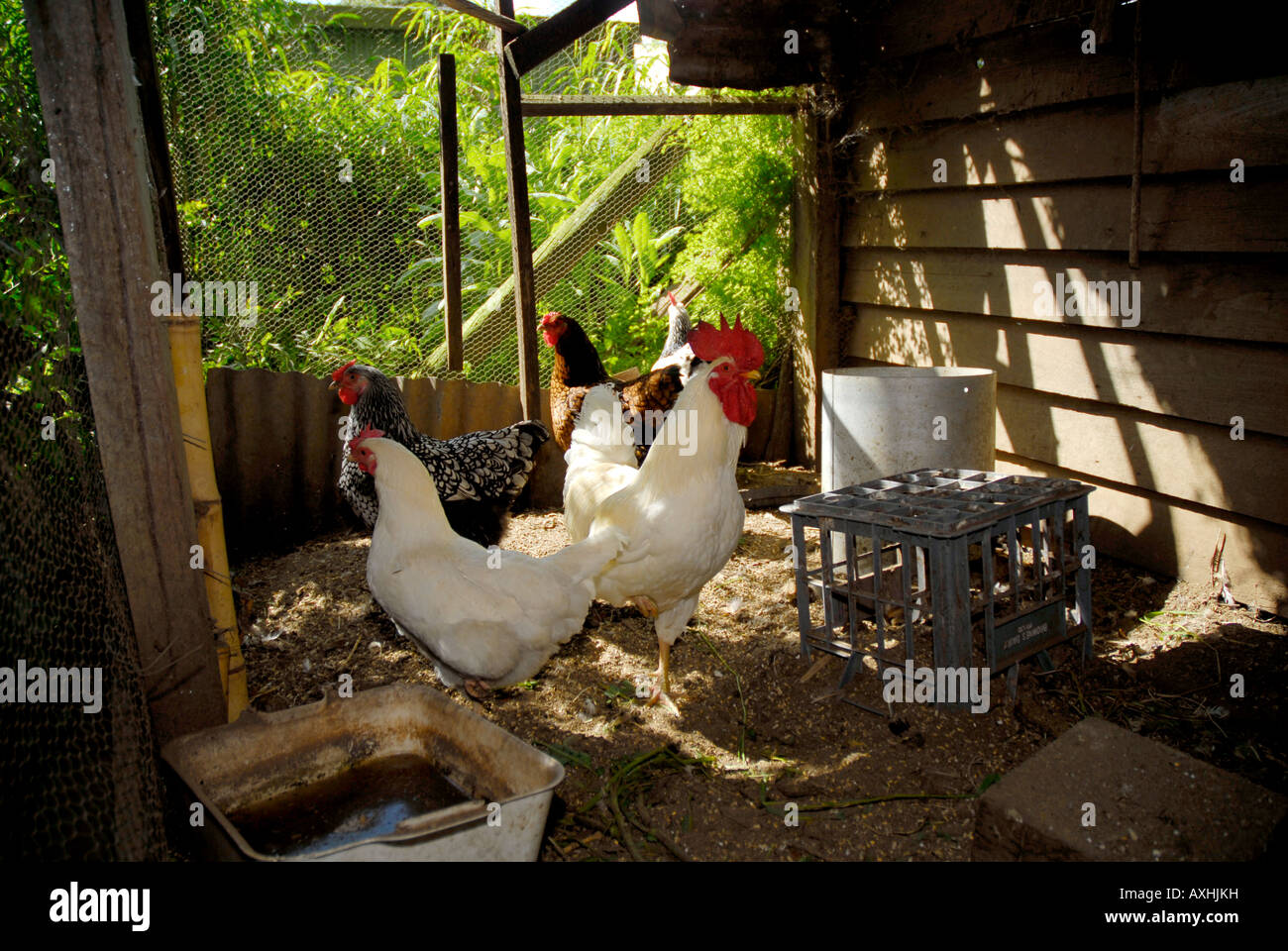 rooster and chickens in small backyard coop Stock Photo