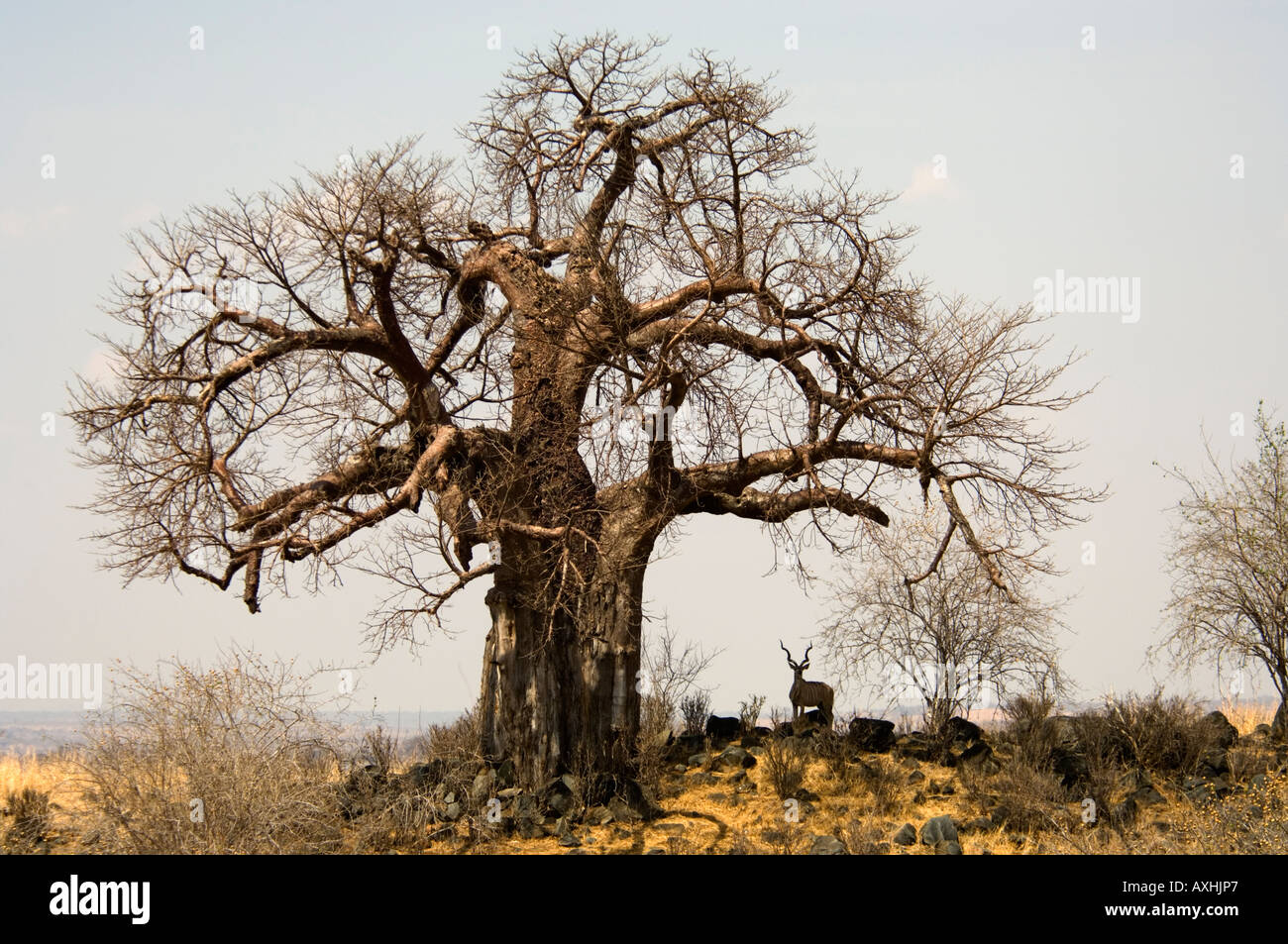 Greater kudu under a baobab tree Tragelaphus strepsiceros Ruaha ...