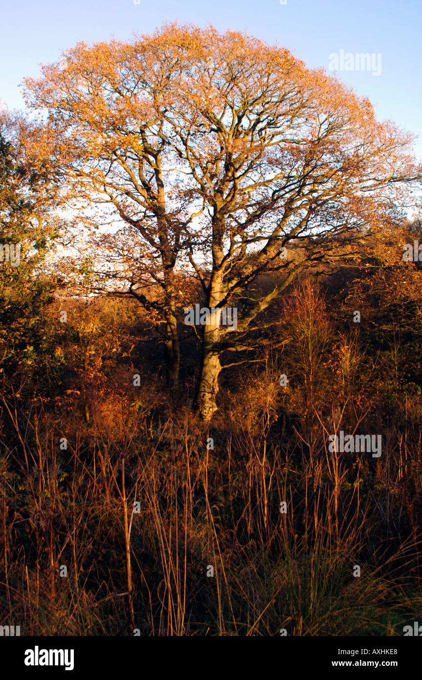 Tall tree golden leaves hi-res stock photography and images - Alamy
