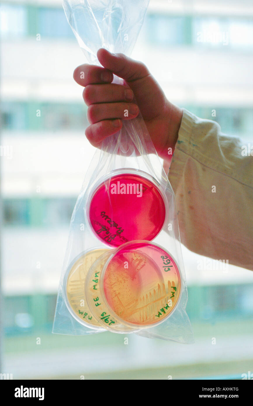 microbiological waste bacterial GMO cultures colonies grown in medium