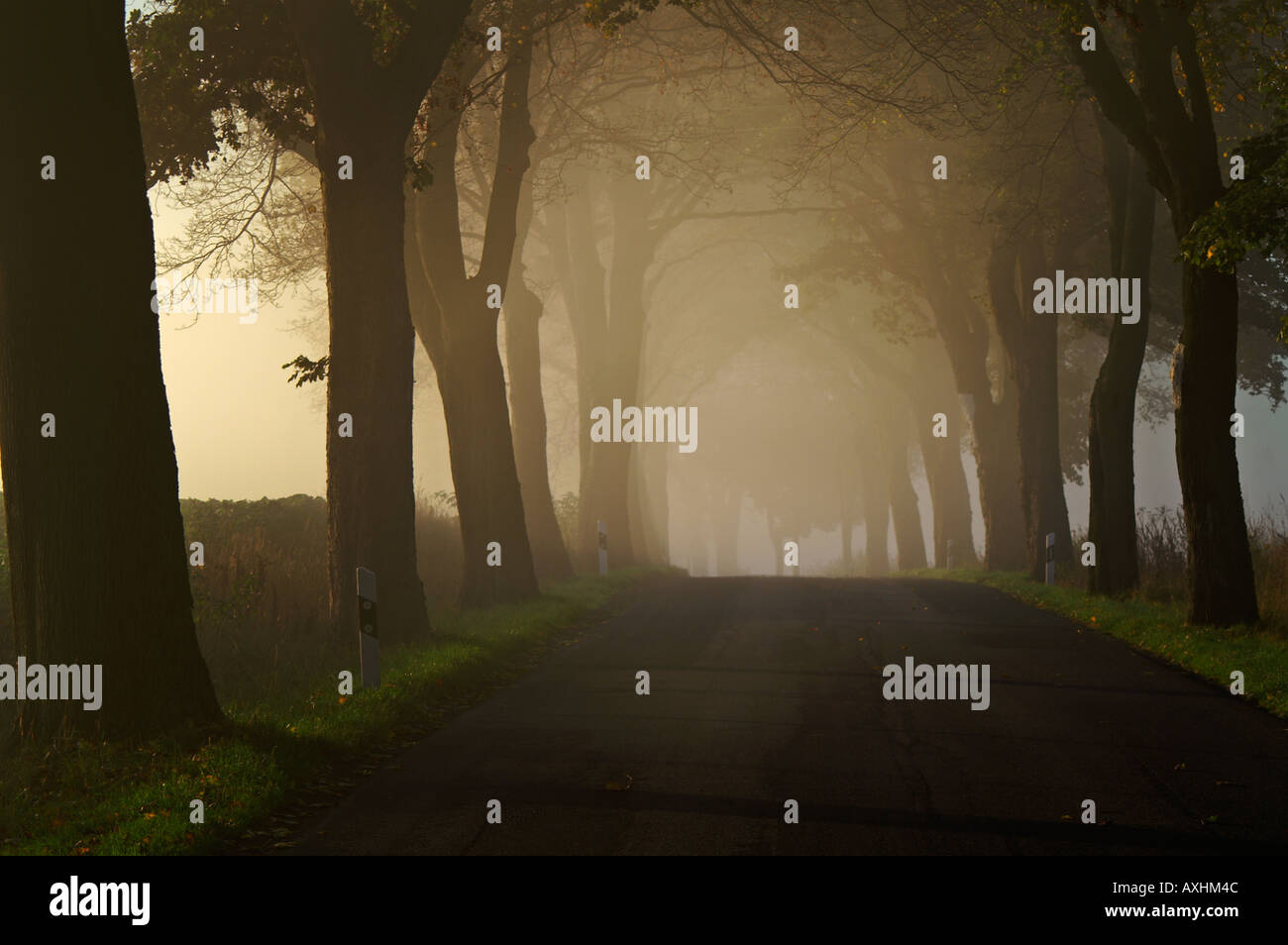 street trees morning fog Stock Photo - Alamy