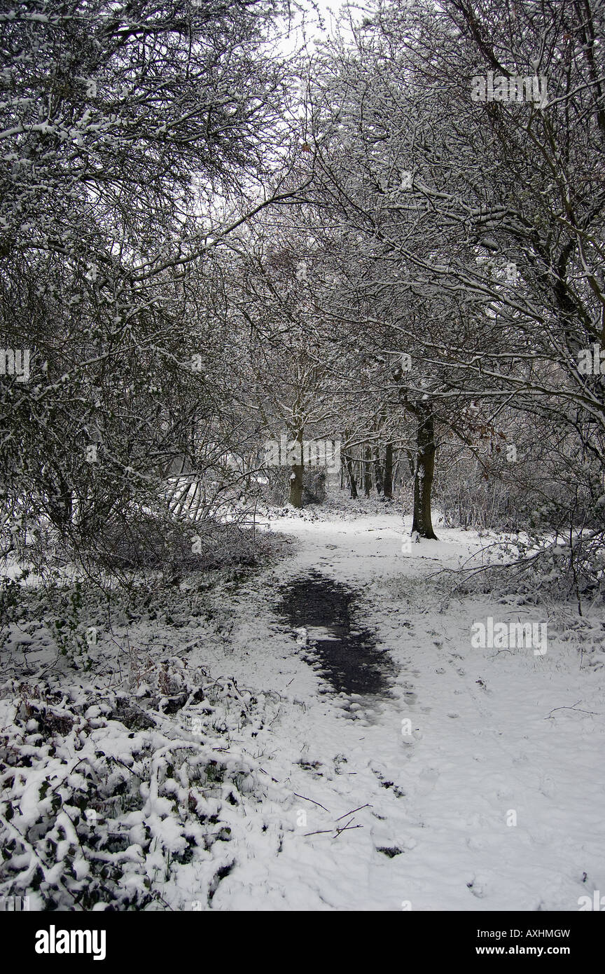 Woodland path under snow Stock Photo - Alamy