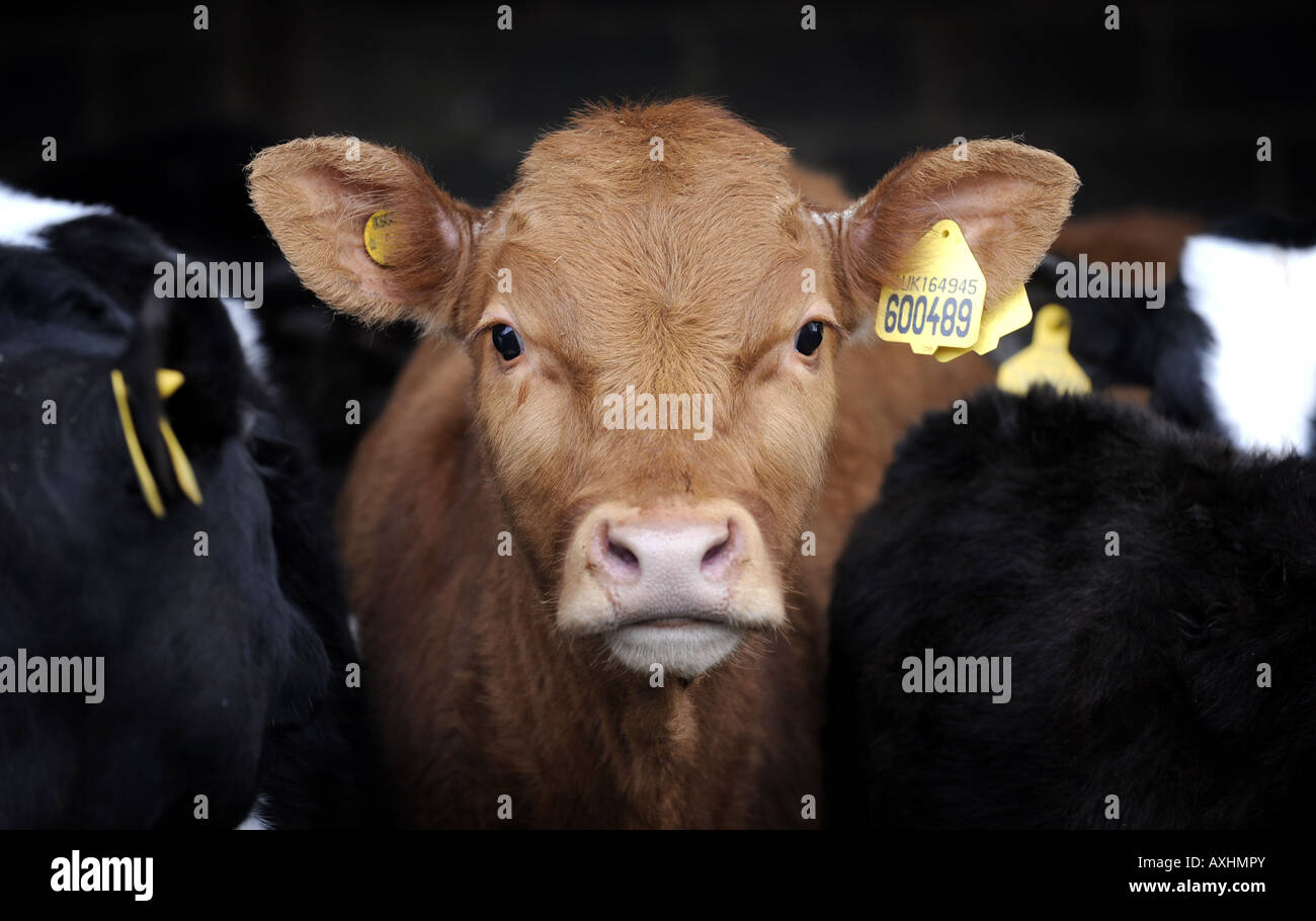 A YOUNG  BRITISH COW WITH EAR TAG RE FARMING FARMS ANIMAL WELFARE FOOD COSTS FARMERS RISING FOOD PRICES MEAT LIVESTOCK ETC UK Stock Photo