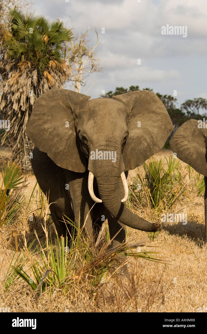 African elephant Loxodonta africana Selous Game Reserve Tanzania Stock Photo