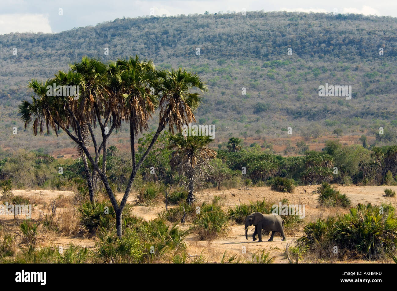 African elephant Loxodonta africana Selous Game Reserve Tanzania Stock Photo