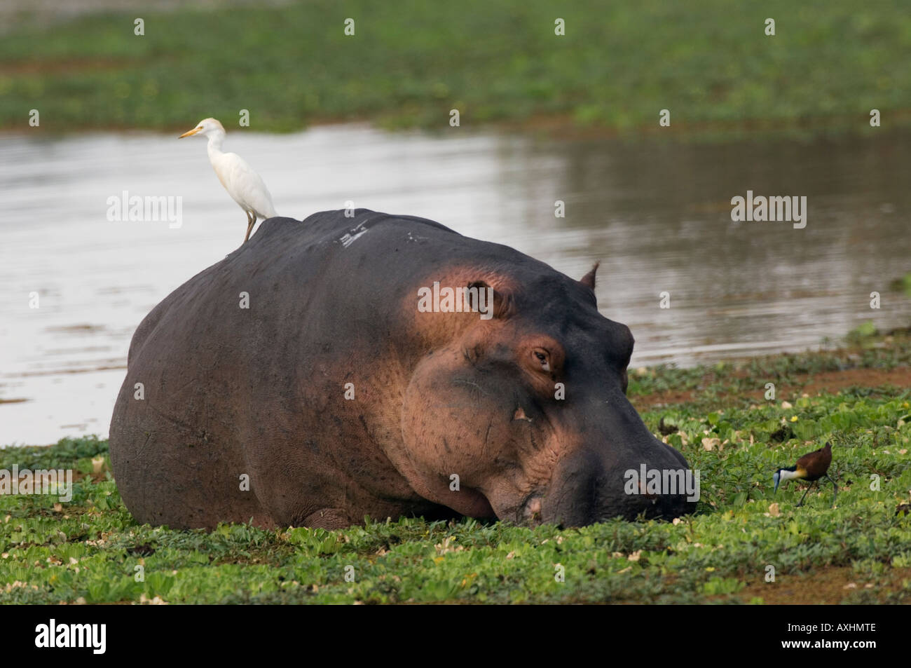 Hippopotamus Hippopotamus amphibius Selous Game Reserve Tanzania Stock Photo