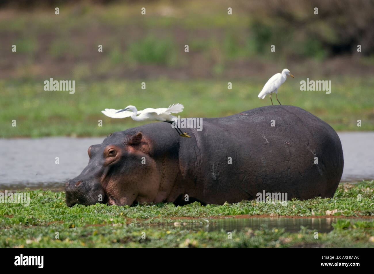 Hippopotamus Hippopotamus amphibius Selous Game Reserve Tanzania Stock Photo