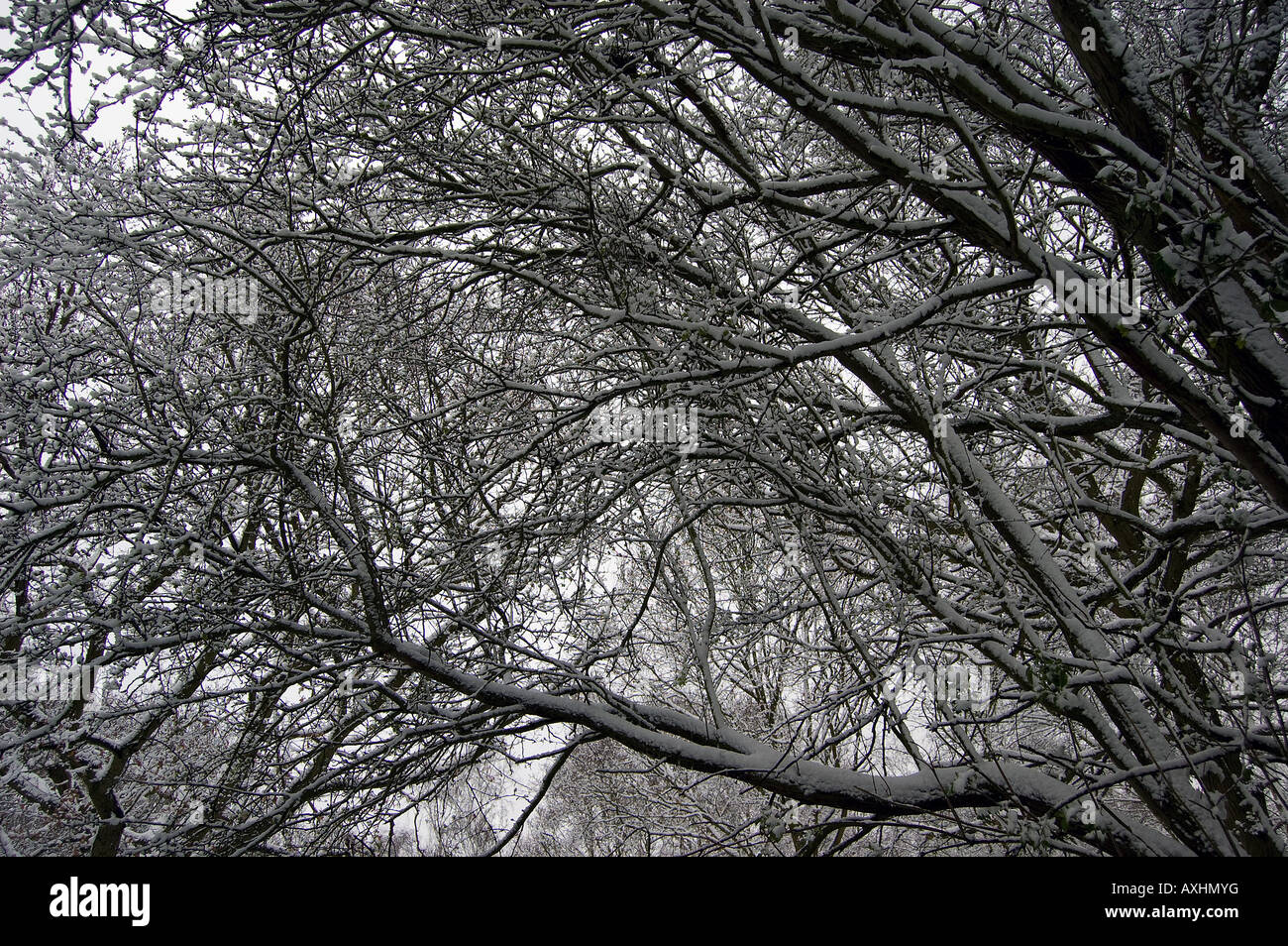 Branches with snow. Stock Photo