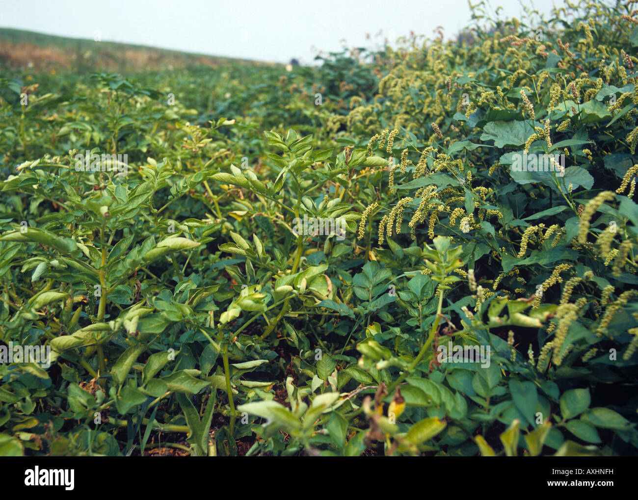 Redshank Polygonum persicaria flowering annual weeds in a maturing potato crop Stock Photo