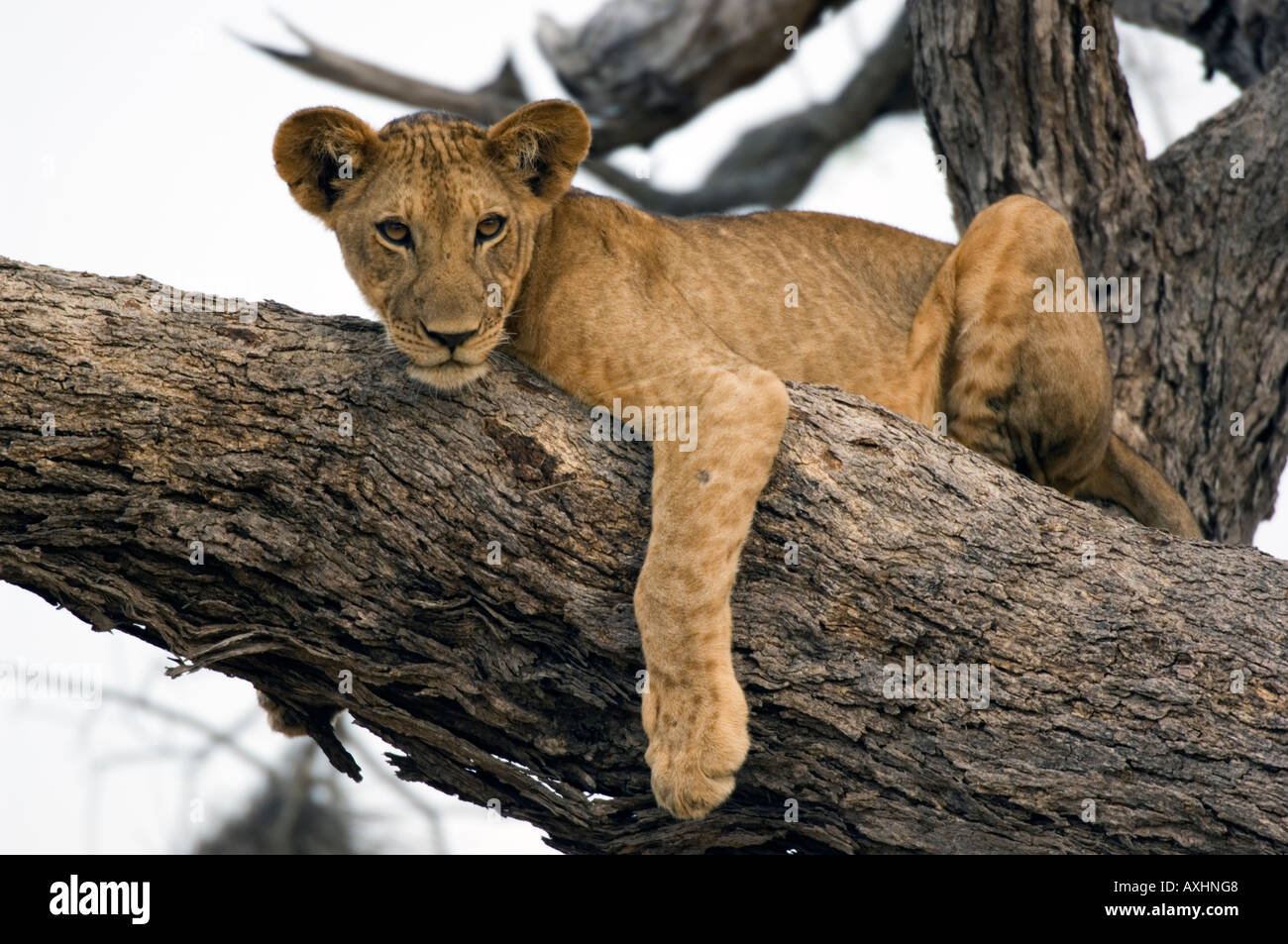 Lion climbing a tree panthera leo Selous Game Reserve Tanzania Stock