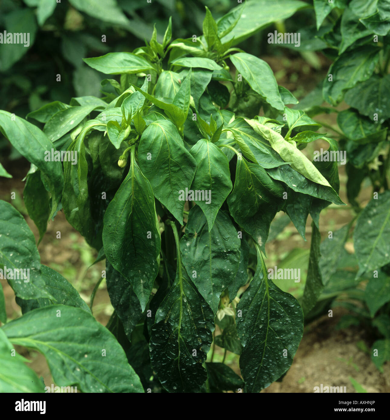 Wilt Verticillium albo atrum causing severe damage to sweet pepper plant under polythene Greece Stock Photo