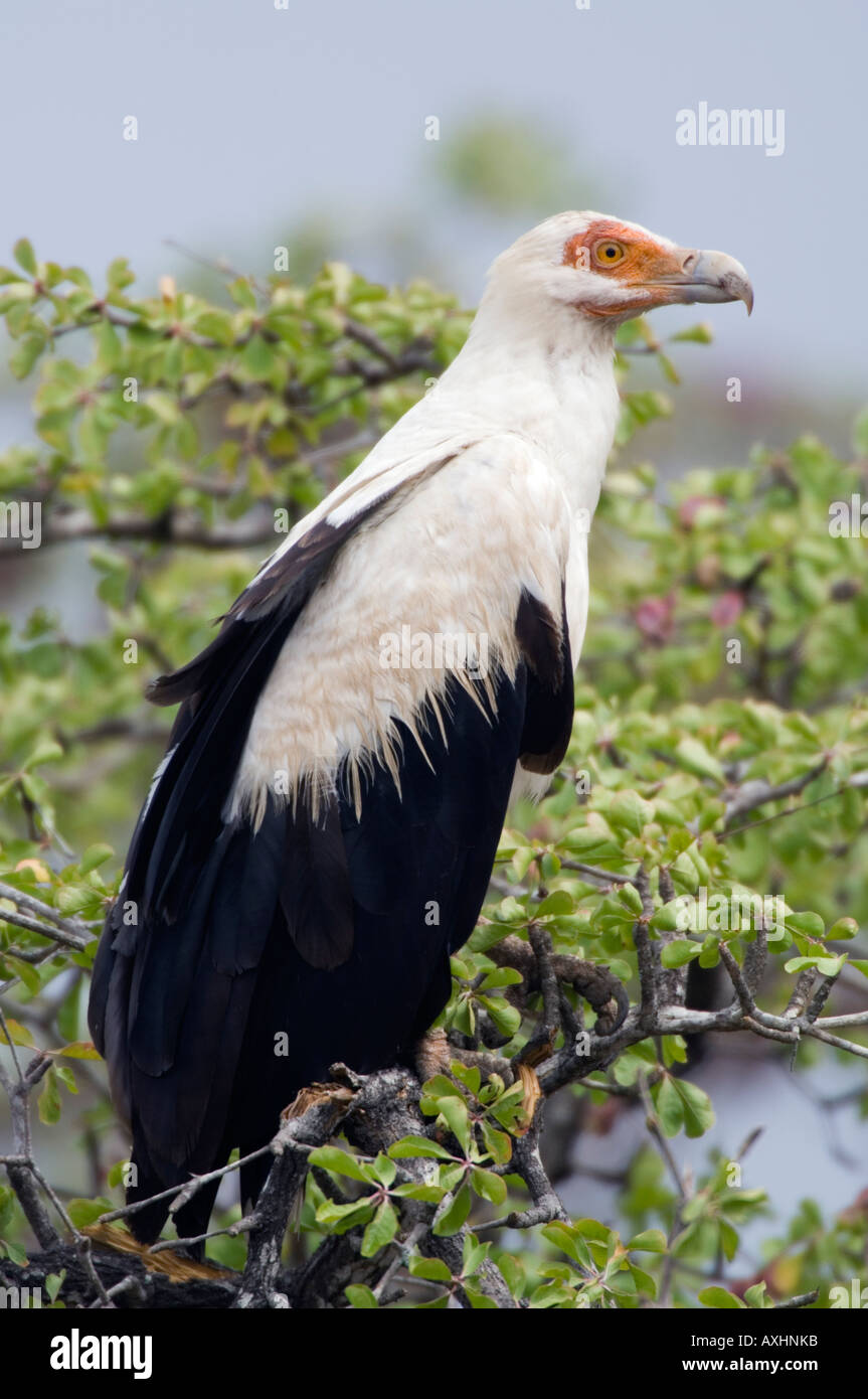 Palm nut vulture Gypohierax angolensis Selous Game Reserve Tanzania ...