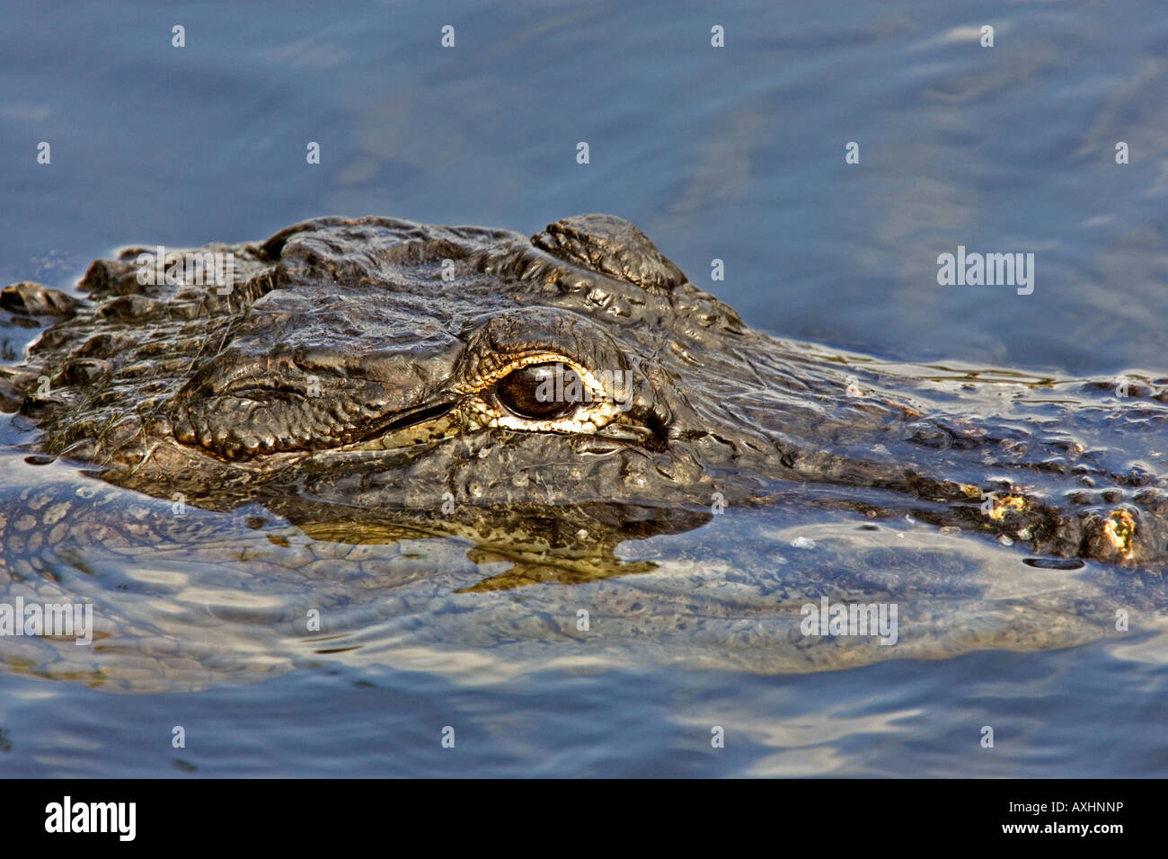 American Alligator swimming in the Everglades. Stock Photo