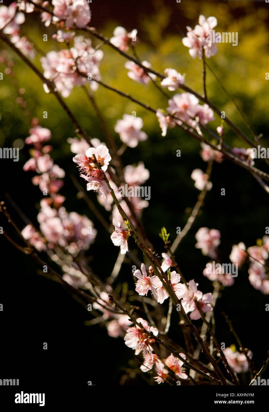 Pink spring blossom of Bitter Almond tree Prunus dulcis Cork Nut