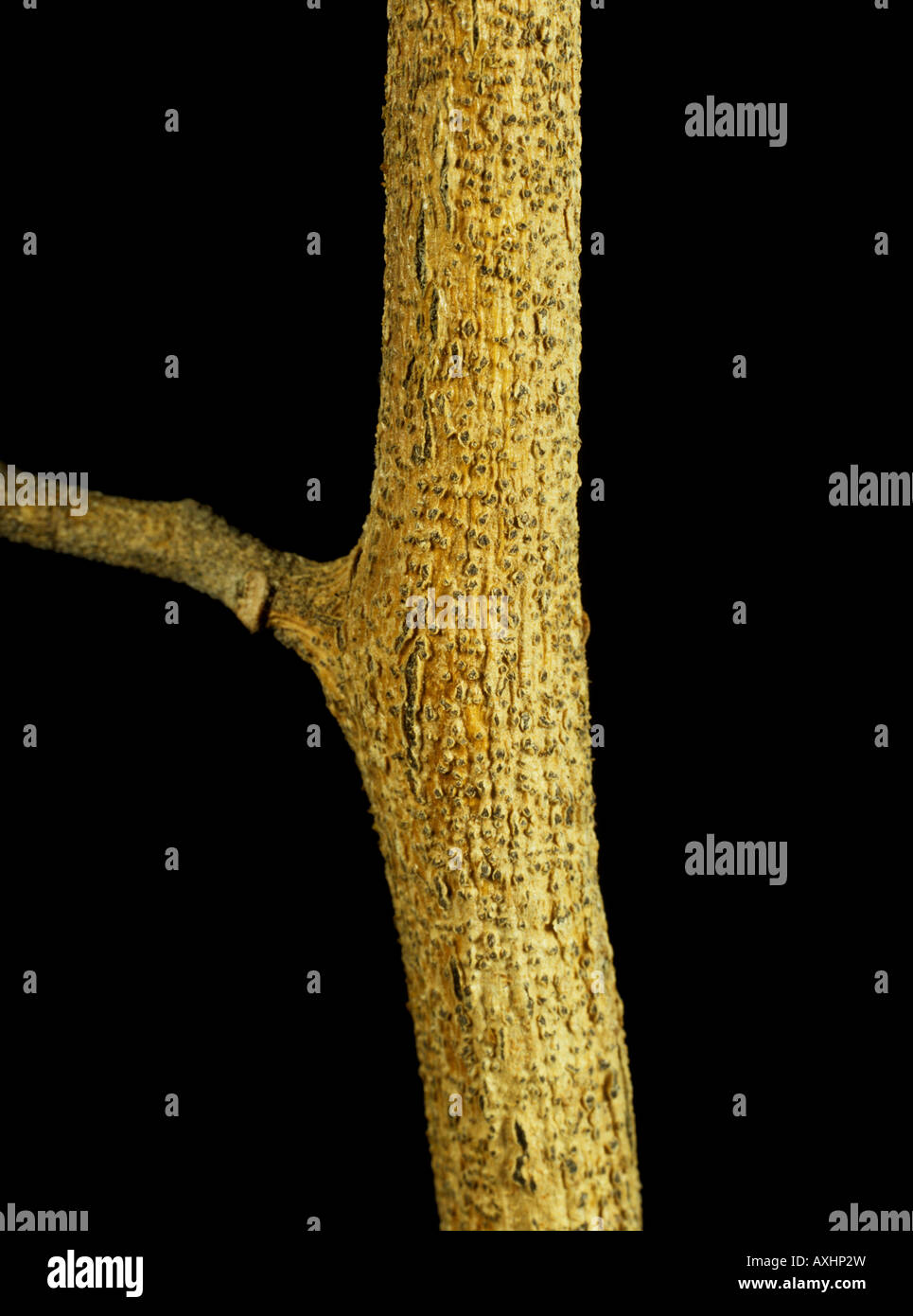 Stem blight Phomopsis vexans lesion on an aubergine or eggplant stem Stock Photo
