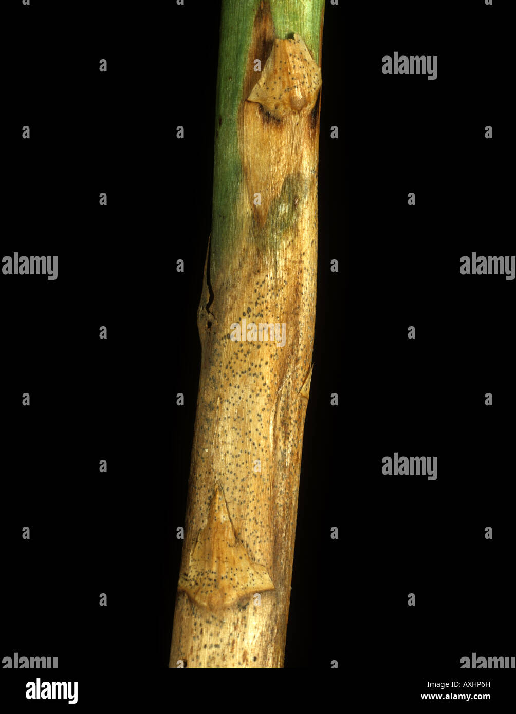 A blight Phomopsis vexans lesion on an aubergine or eggplant stem Stock Photo