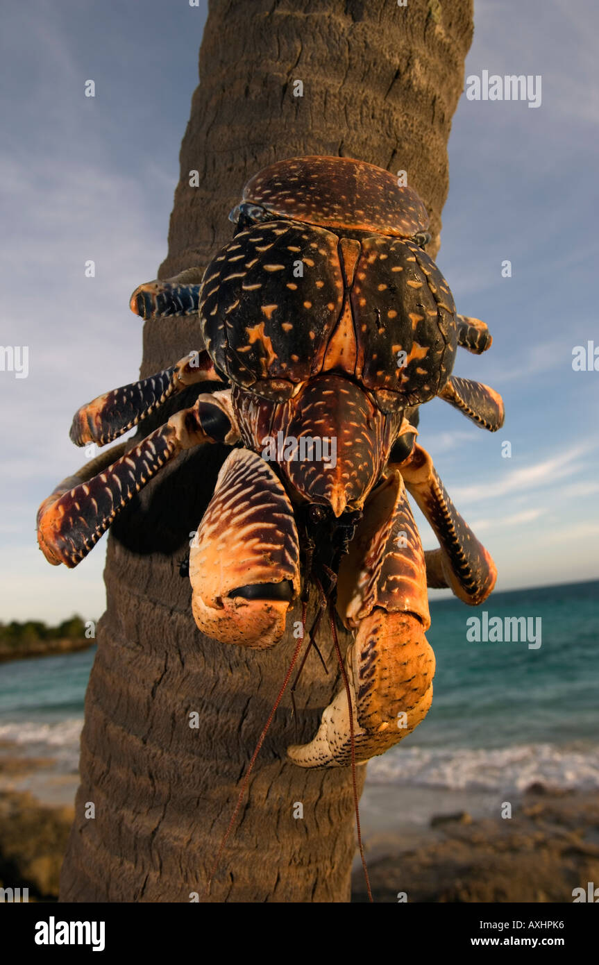 Tanzania Zanzibar Chumbe Island Giant Coconut Crab Birgus Latro is the largest terrestial crab in the world Stock Photo