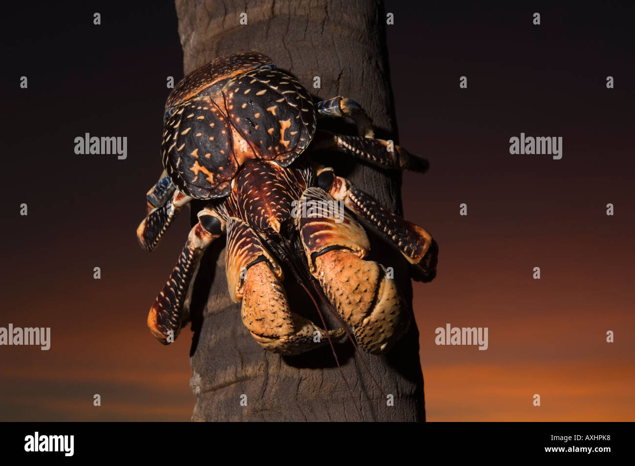 Tanzania Zanzibar Chumbe Island Giant Coconut Crab Birgus Latro is the largest terrestial crab in the world Stock Photo