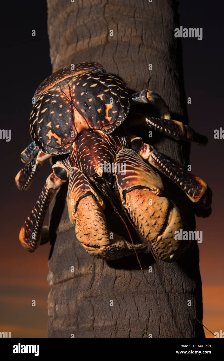 Tanzania Zanzibar Chumbe Island Giant Coconut Crab Birgus Latro is the largest terrestial crab in the world Stock Photo