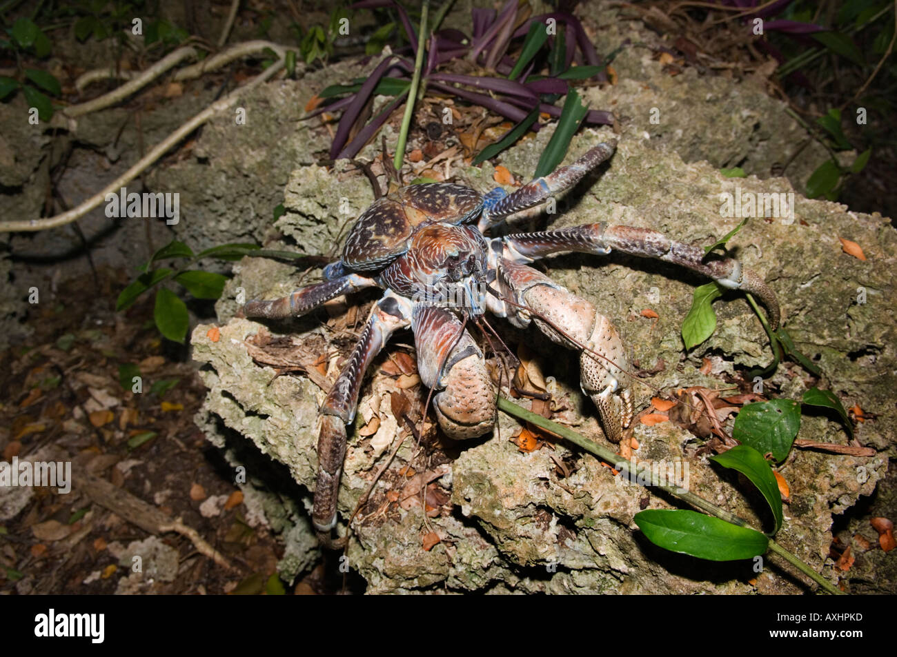 Tanzania Zanzibar Chumbe Island Giant Coconut Crab Birgus Latro is the largest terrestial crab in the world Stock Photo