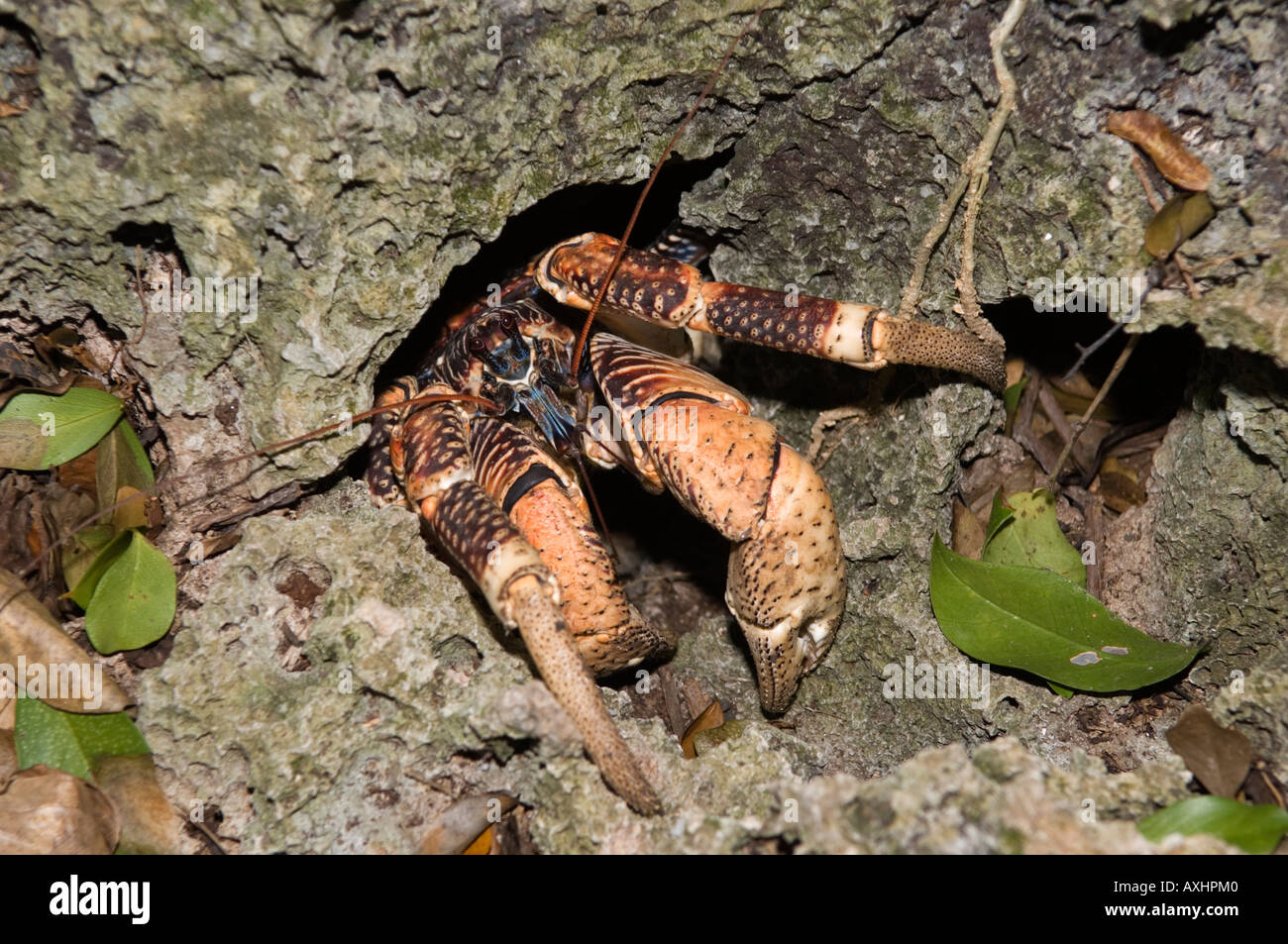 Tanzania Zanzibar Chumbe Island Giant Coconut Crab Birgus Latro coming out of  a coral hole in the forest at night Stock Photo