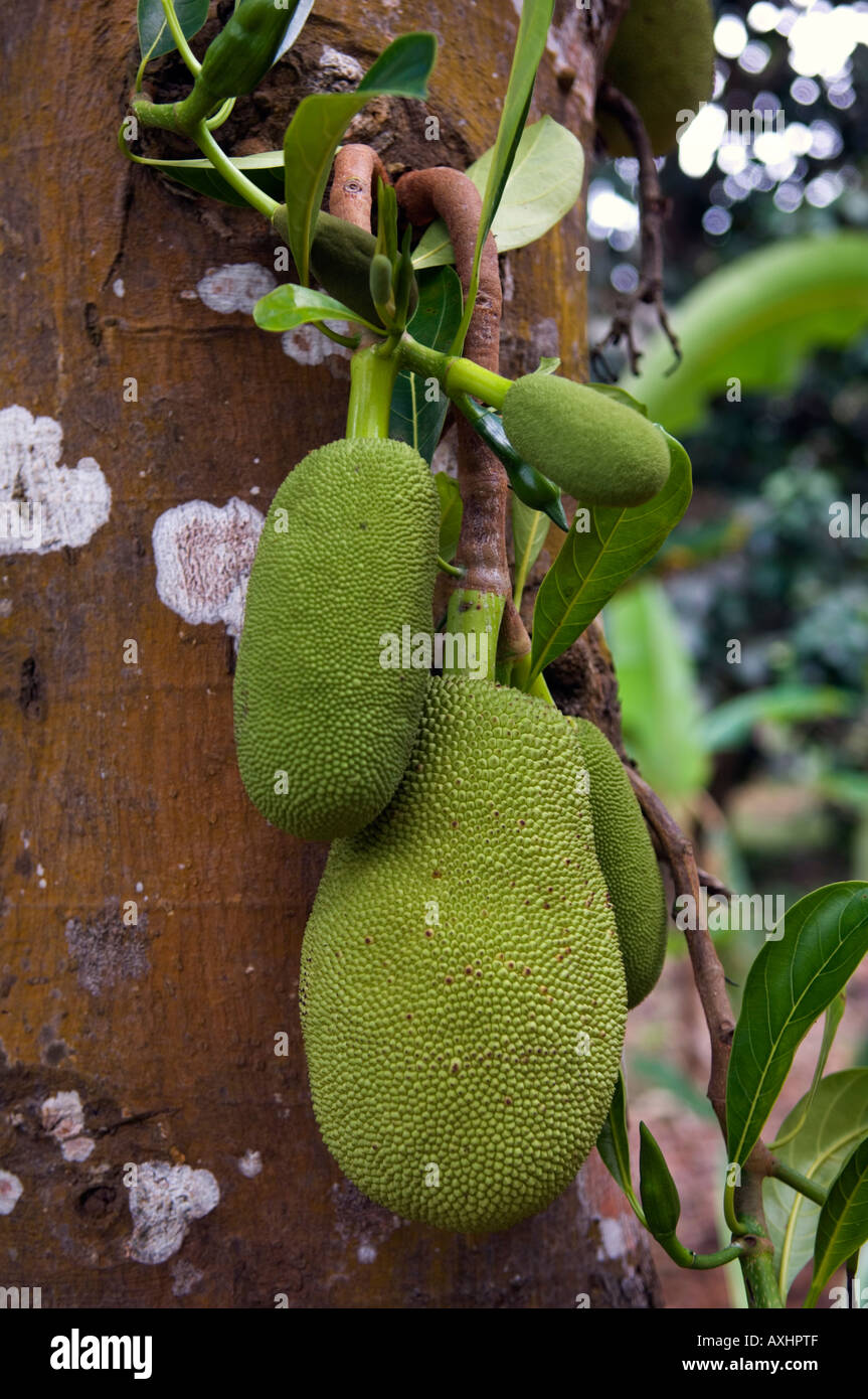 Tanzania Zanzibar jackfruit is one of the many fruits grown on Stock