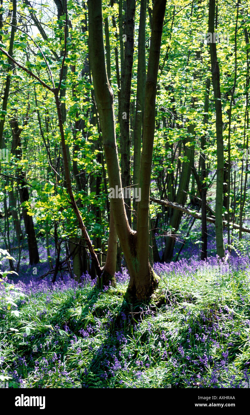 Vibrantly coloured bluebells covering the ground around a tree trunk in bluebell woods Stock Photo