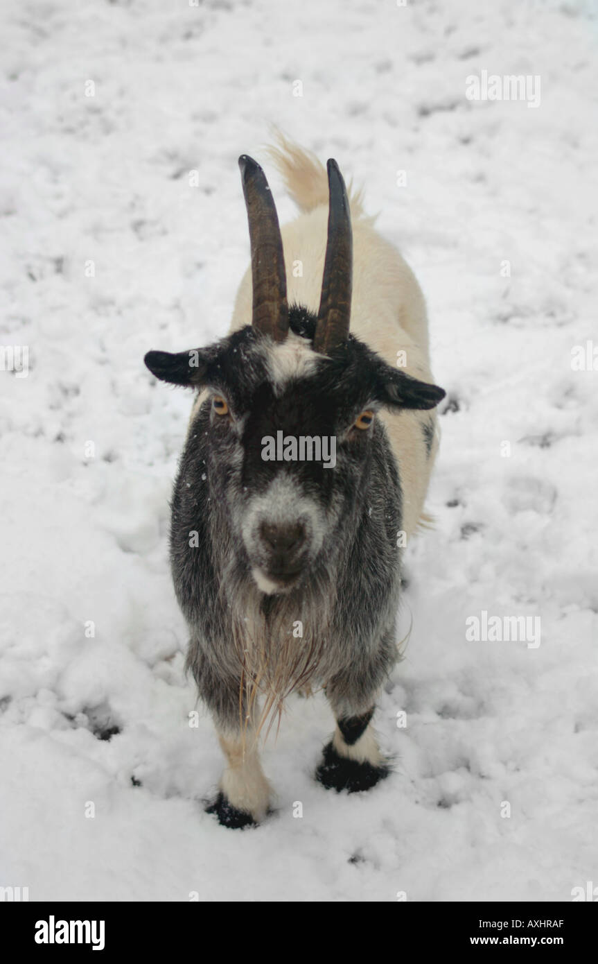 Pygmy Goat Standing In The Snow Stock Photo Alamy