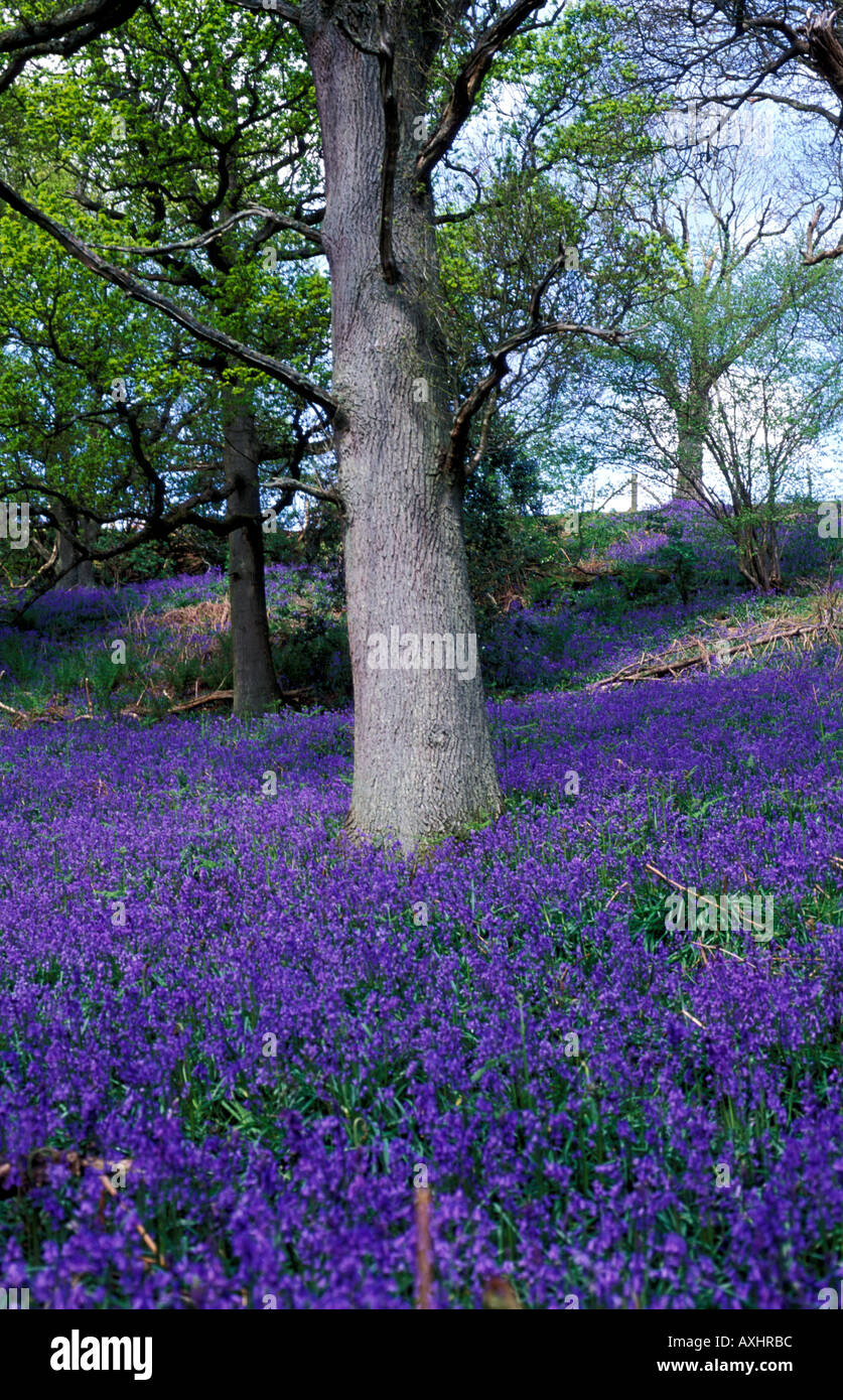 Vibrantly coloured bluebells covering the ground around a tree trunk in bluebell woods Stock Photo
