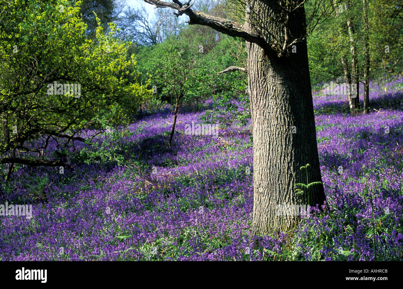 Vibrantly coloured bluebells covering the ground around a tree trunk in bluebell woods Stock Photo